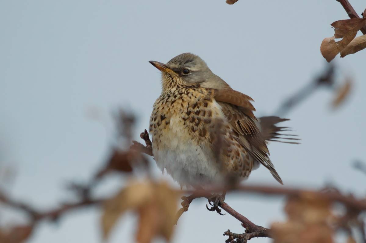 Птицы хакасии фото Fieldfare (Turdus pilaris). Birds of Siberia.