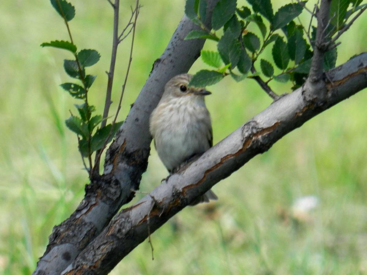 Птицы хакасии фото Spotted Flycatcher (Muscicapa striata). Birds of Siberia.