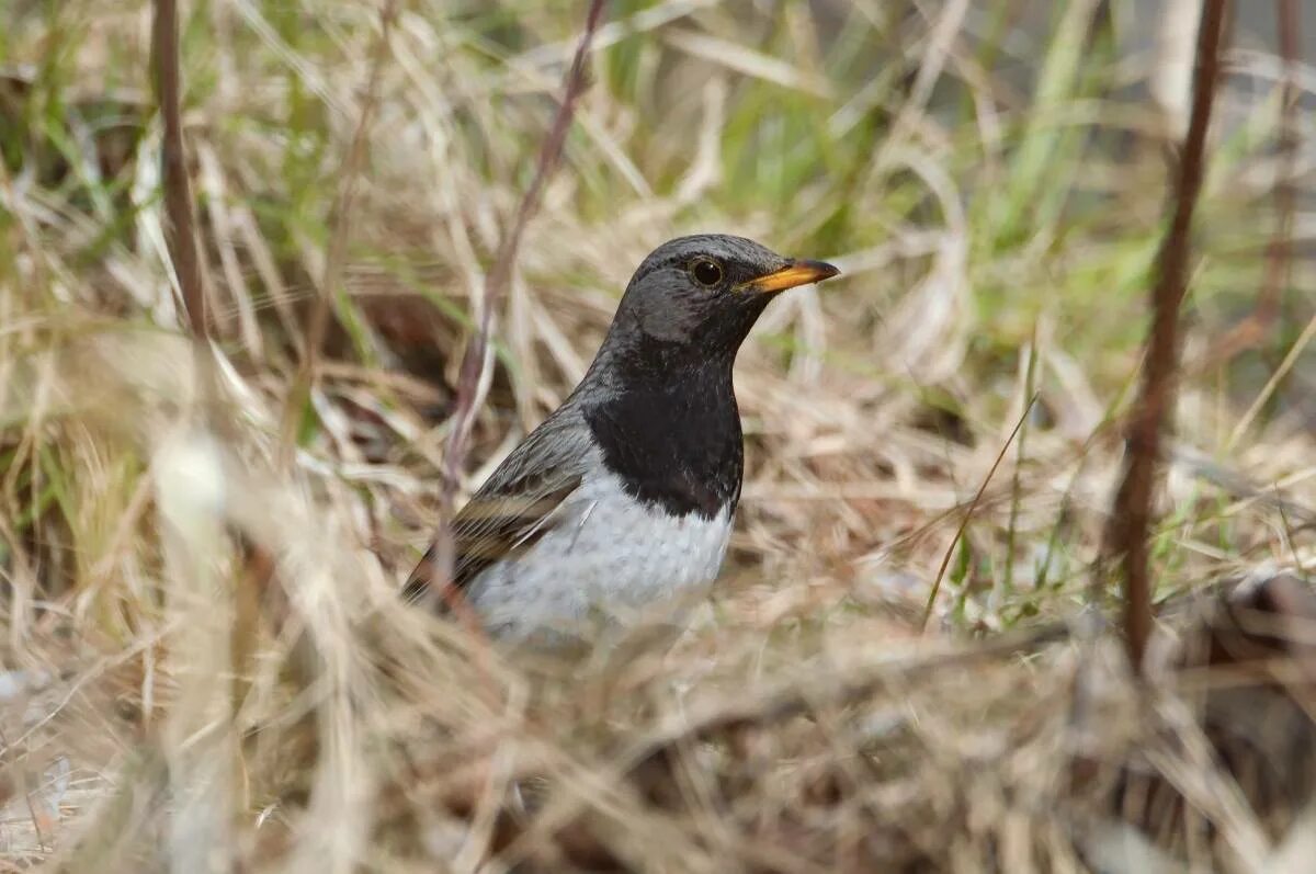 Птицы хакасии фото Black-throated Thrush (Turdus atrogularis). Birds of Siberia.