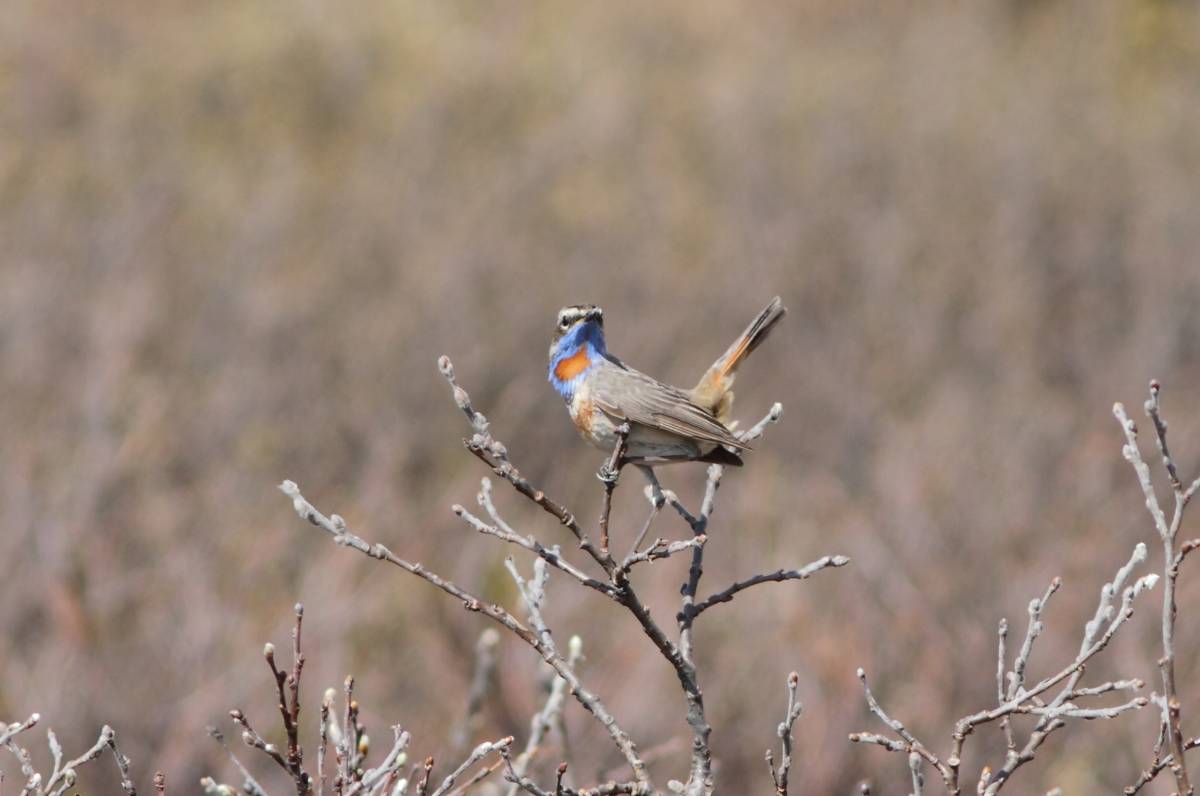 Птицы хакасии фото и названия Bluethroat (Luscinia svecica). Birds of Siberia.