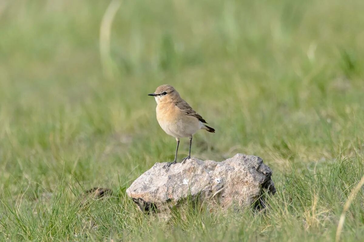 Птицы хакасии фото и названия Каменка-плясунья (Oenanthe isabellina). Птицы Сибири.