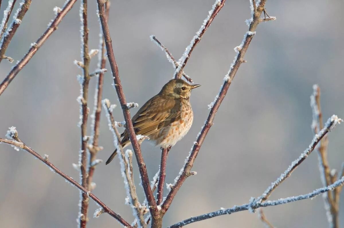 Птицы хакасии фото и названия Naumann's Thrush (Turdus naumanni). Birds of Siberia.