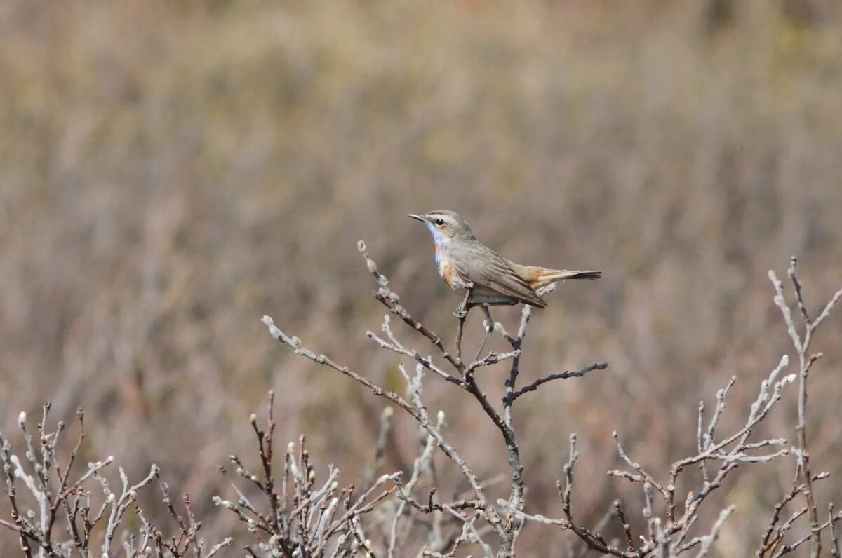 Птицы хакасии фото и названия Bluethroat (Luscinia svecica). Birds of Siberia.