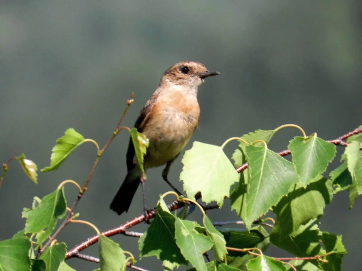 Птицы хакасии фото и названия Common Stonechat (Saxicola torquata). Birds of Siberia.