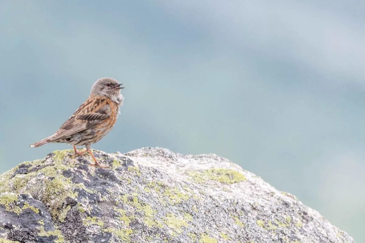 Птицы хакасии фото и названия Гималайская завирушка (Prunella himalayana). Птицы Сибири.