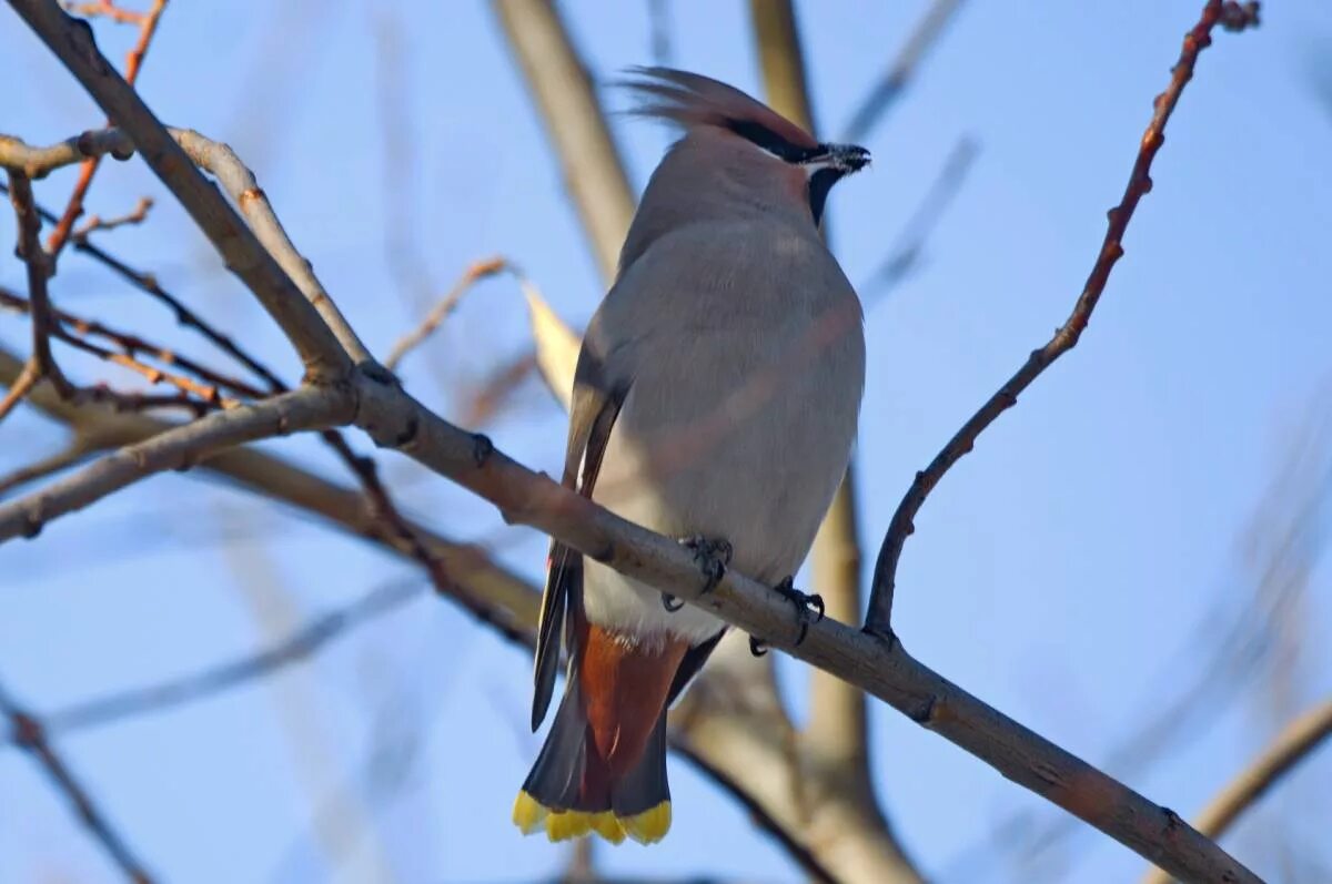 Птицы хакасии фото и названия Bohemian Waxwing (Bombycilla garrulus). Birds of Siberia.