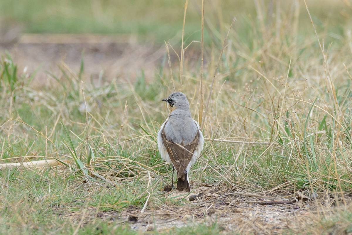 Птицы хакасии фото и названия Northern Wheatear (Oenanthe oenanthe). Birds of Siberia.