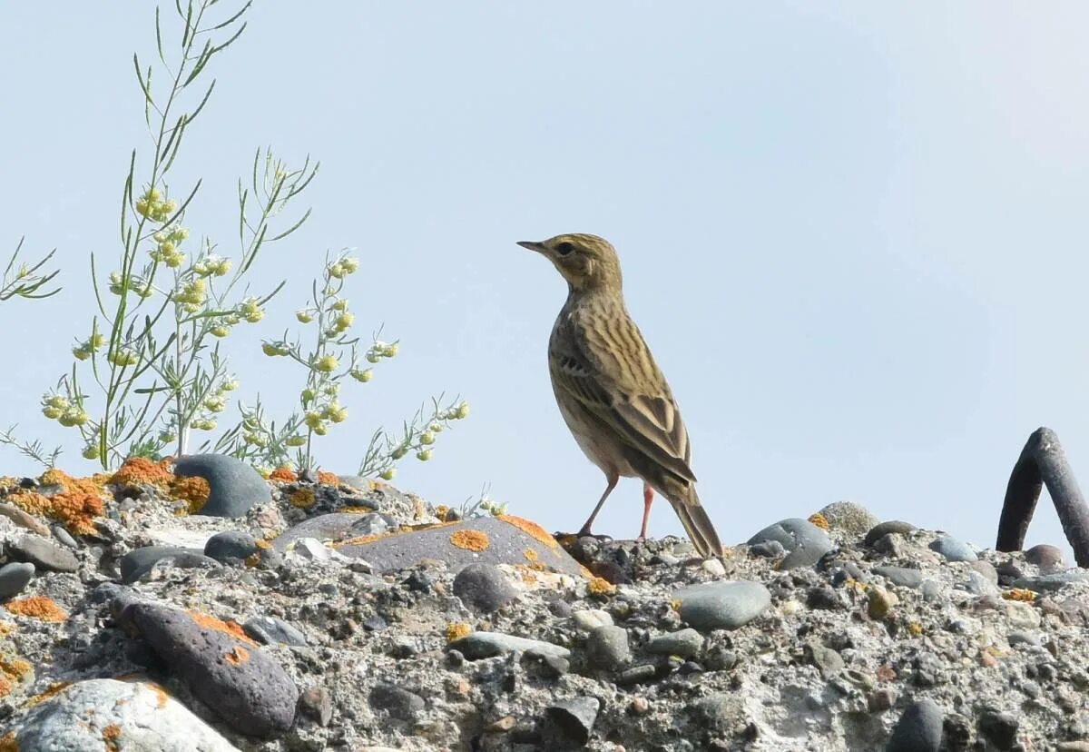 Птицы хакасии фото и названия Tree Pipit (Anthus trivialis). Birds of Siberia.