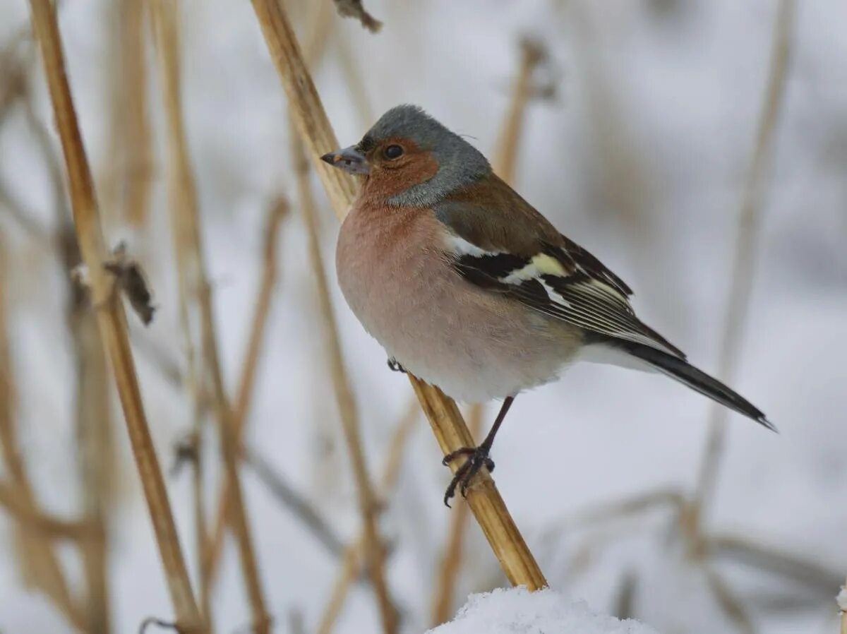 Птицы хакасии фото и названия Common Chaffinch (Fringilla coelebs). Birds of Siberia.