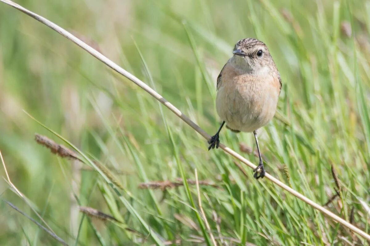 Птицы хакасии фото и названия Common Stonechat (Saxicola torquata). Birds of Siberia.