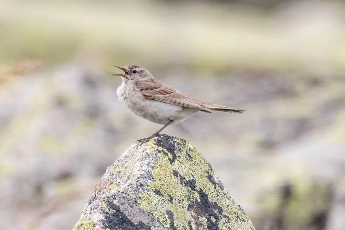 Птицы хакасии фото и названия Water Pipit (Anthus spinoletta). Birds of Siberia.