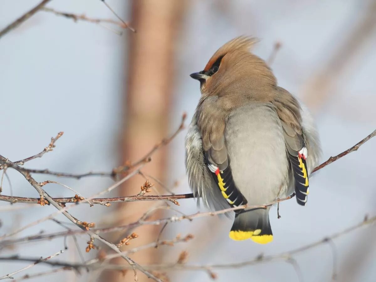 Птицы хакасии фото и названия Bohemian Waxwing (Bombycilla garrulus). Birds of Siberia.