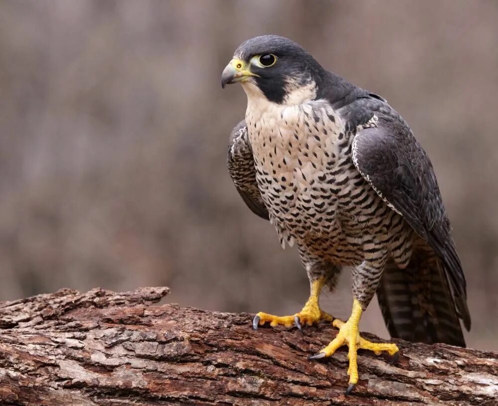 Птицы хищники фото Meet Vancouver’s city bird for 2016: Peregrine falcon Georgia Straight Vancouver