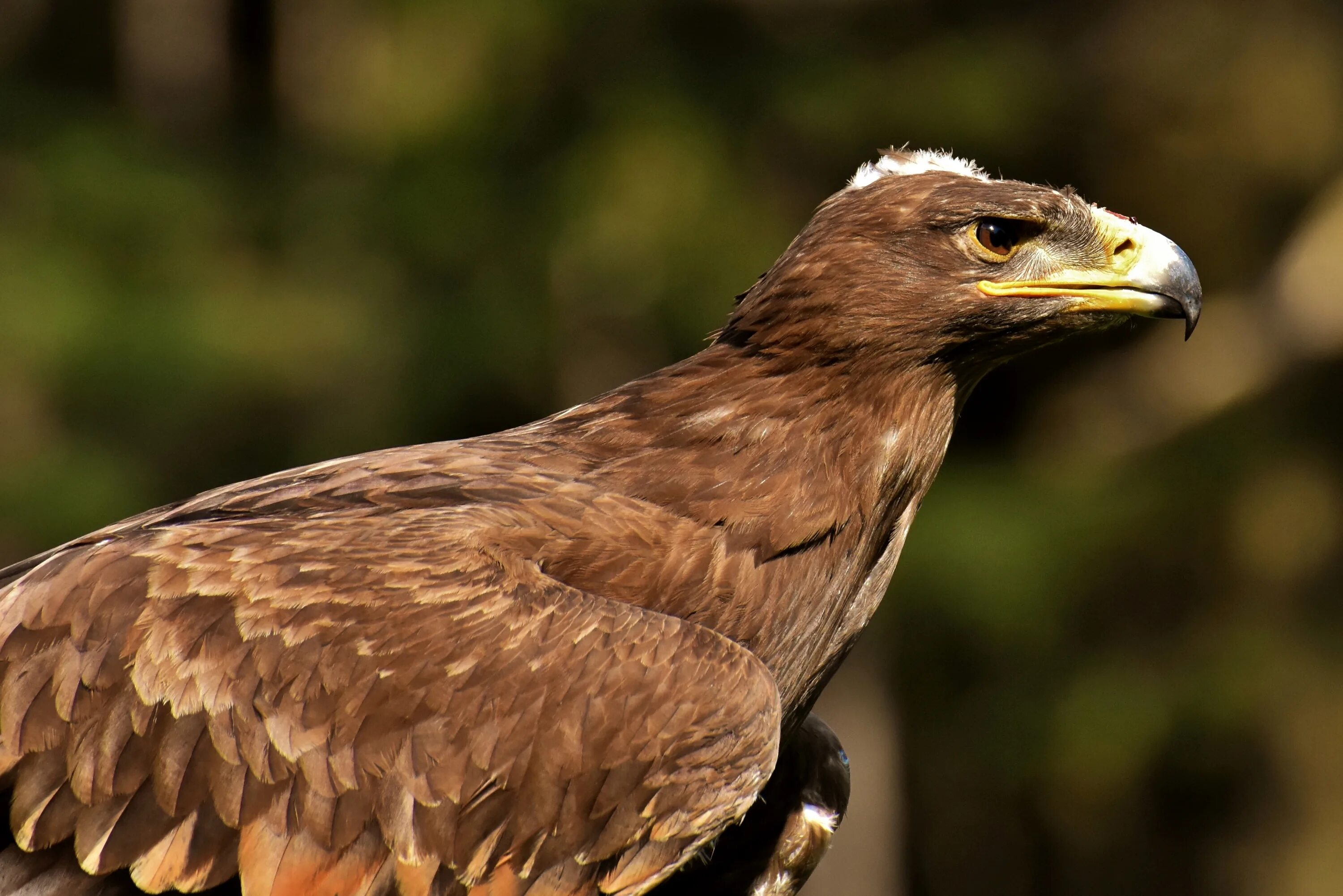 Птицы хищники фото Brown Adler Raptor Bird Of Prey free image download