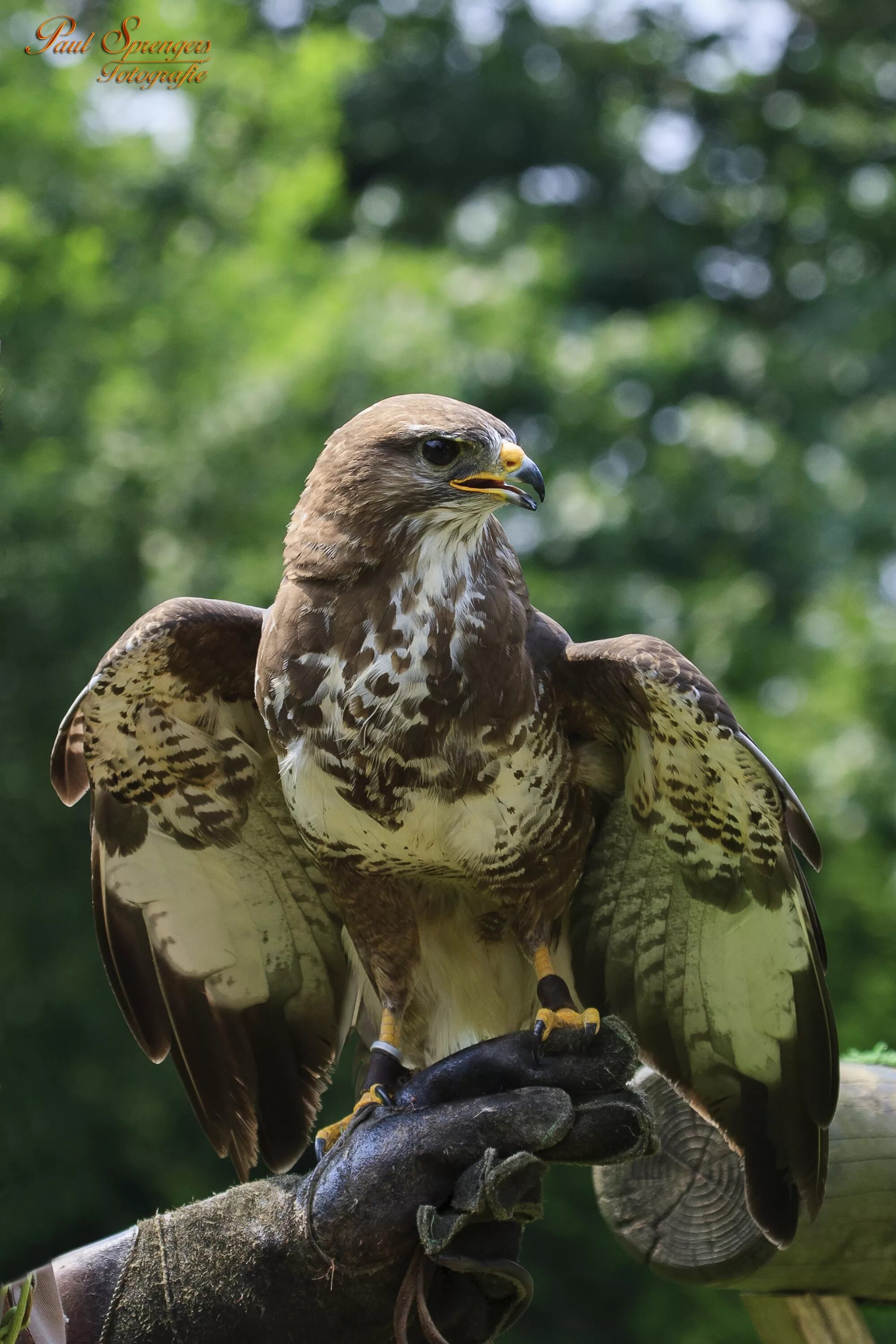 Птицы хищники фото Free Images : nature, wildlife, beak, eagle, fauna, bird of prey, birds, vertebr