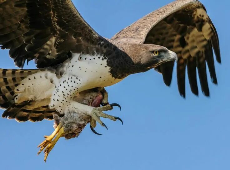 Птицы хищники фото Martial Eagle Types of eagles, Eagles, Wild birds