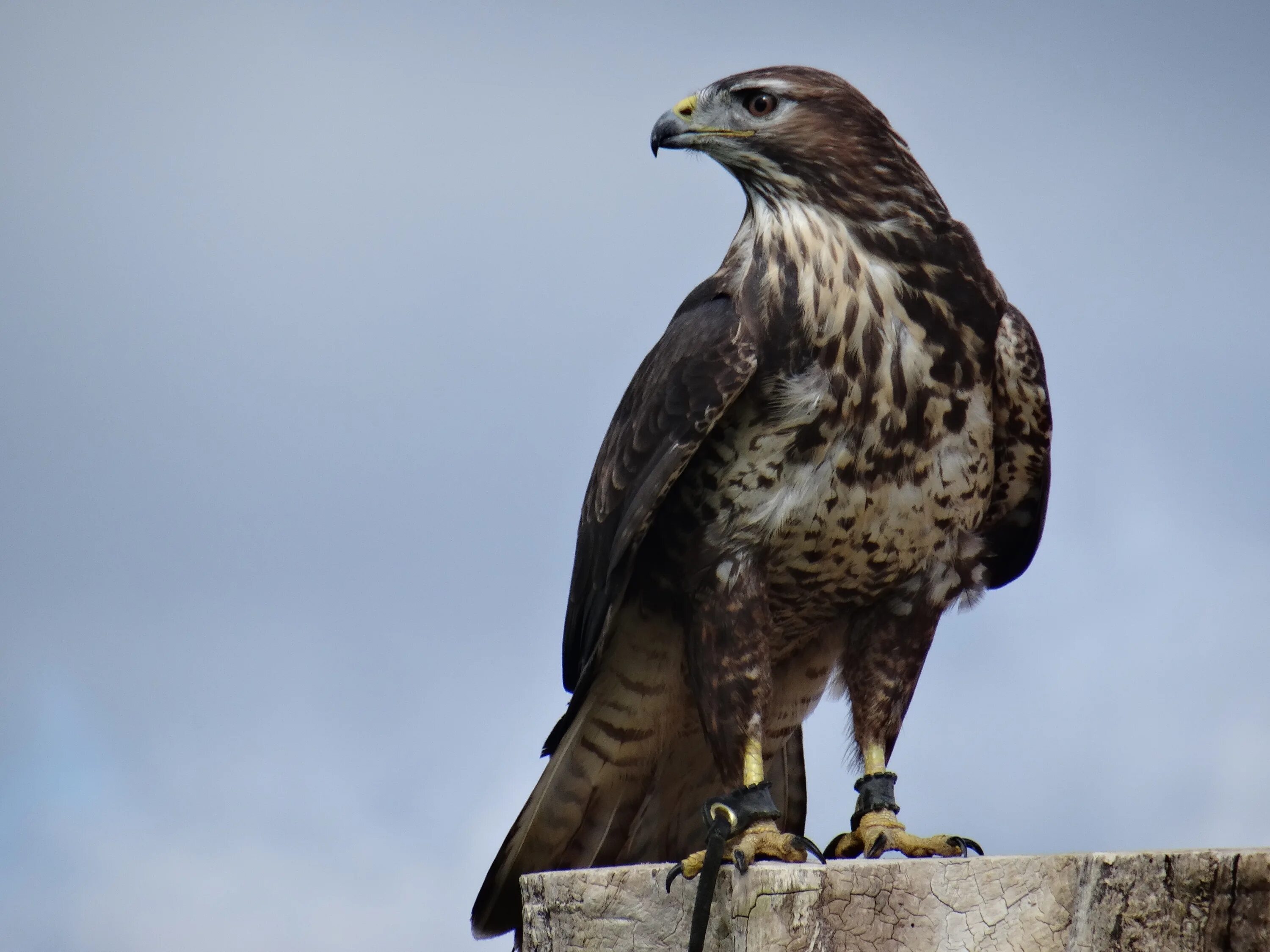 Птицы хищники фото с названиями Free Images : wing, animal, wildlife, beak, eagle, hawk, fauna, bird of prey, ve