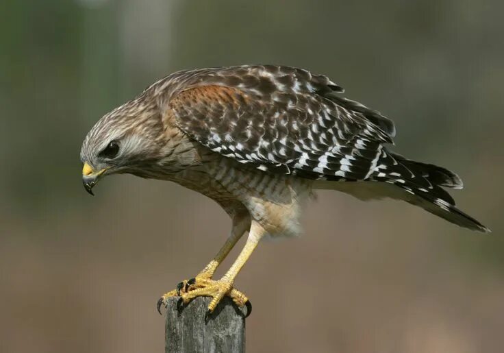 Птицы хищники фото с названиями types of hawks - Red-shouldered Hawk Hawk pictures, Types of hawks, Hawk