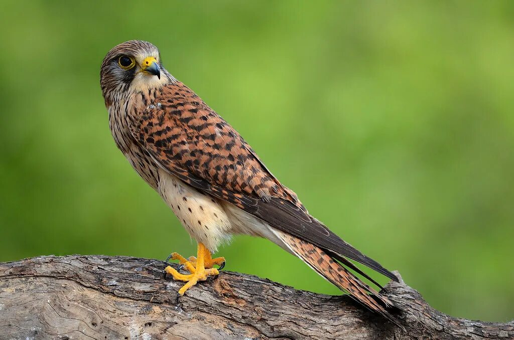 Птицы хищники фото с названиями Kestrel Abdulkader Imam Flickr