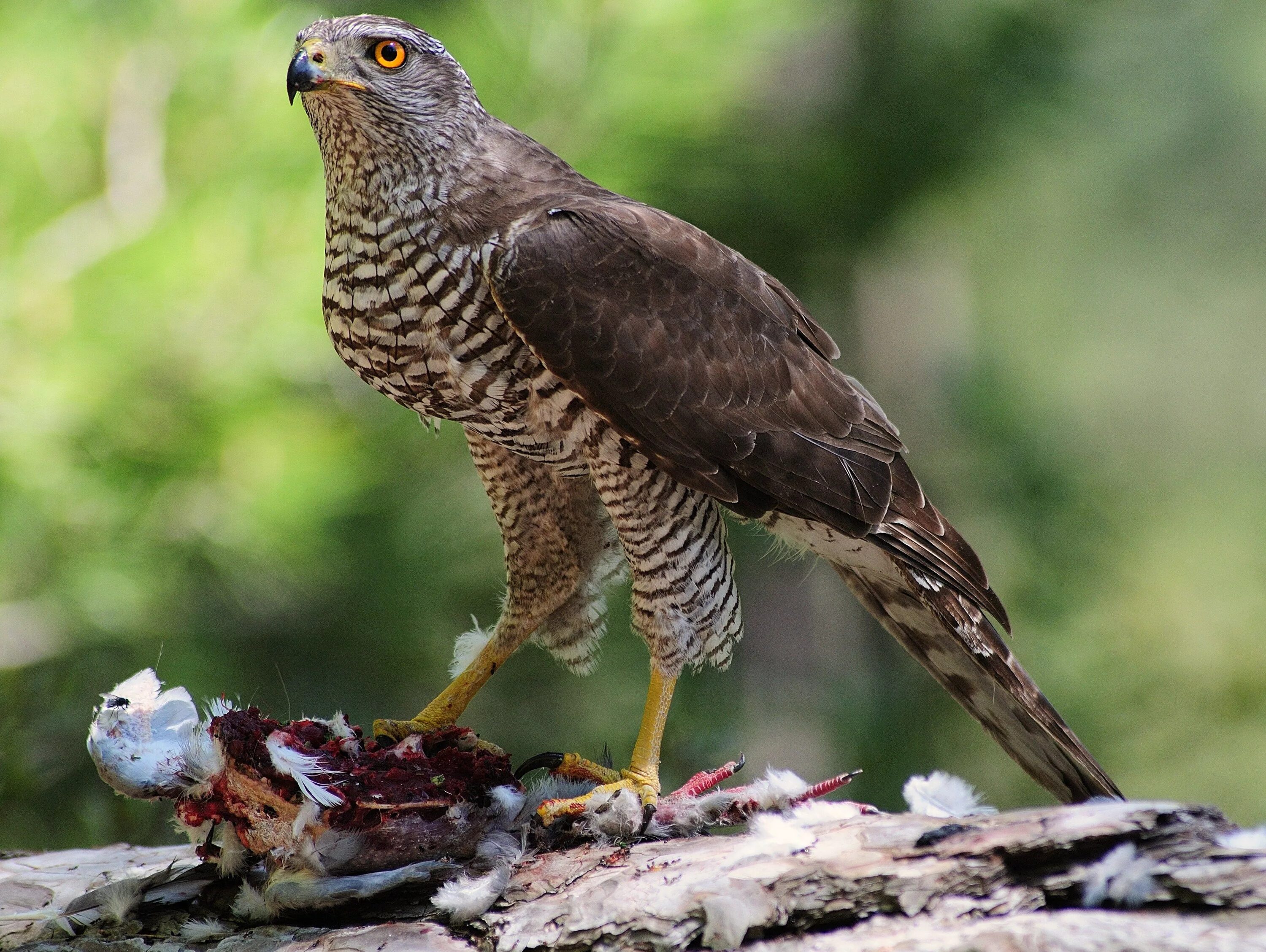 Птицы хищники фото с названиями Northern goshawk (Accipiter gentilis) Ястреб-тетеревятник Ястреб-тетеревятник, Ж