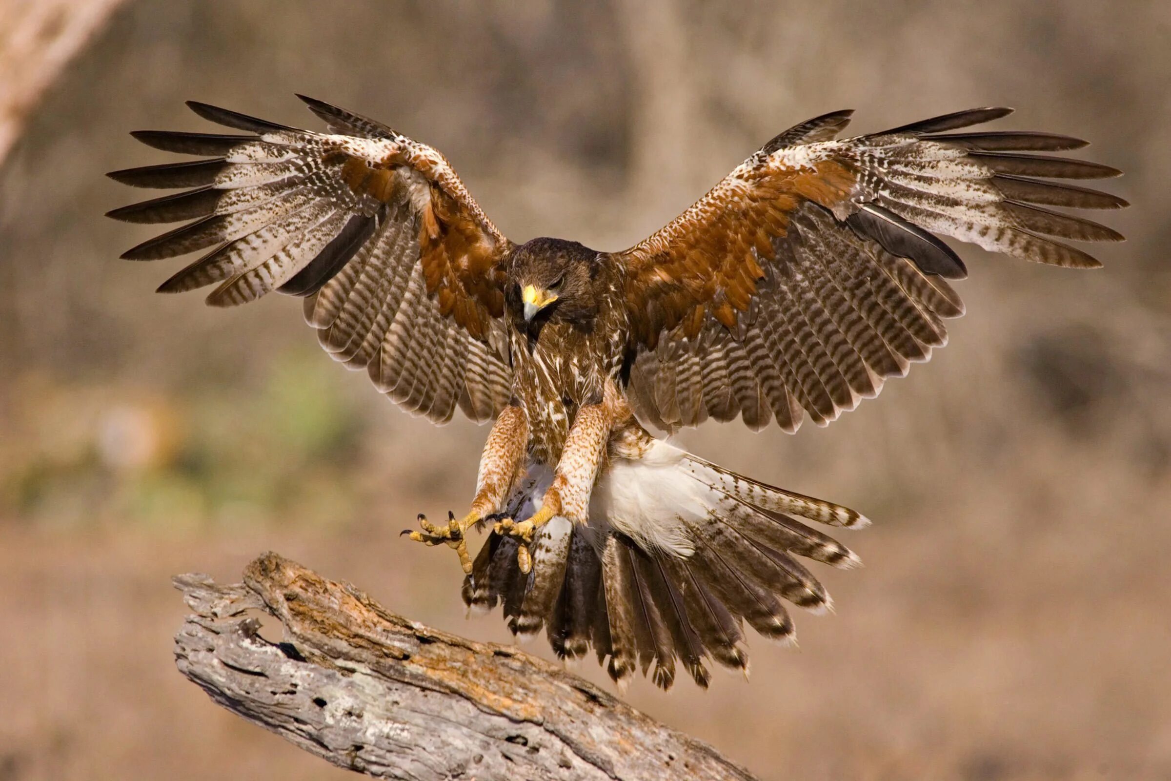 Птицы хищники фото с названиями Harris's Hawk Birds of prey, Bird, Prey