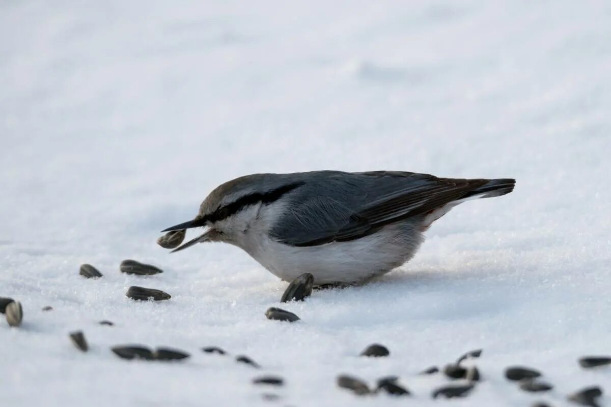 Птицы хмао фото с названиями Eurasian Nuthatch (Sitta europaea). Birds of Siberia.
