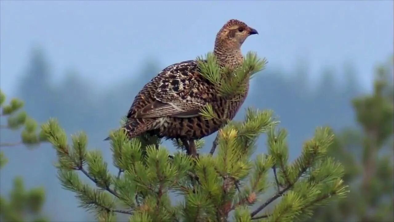 Птицы хмао югры фото grouse on the moor - YouTube