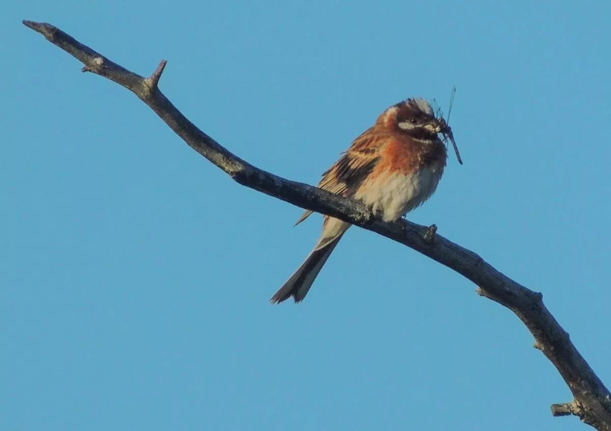 Птицы хмао югры фото Pine Bunting (Emberiza leucocephala). Birds of Siberia.