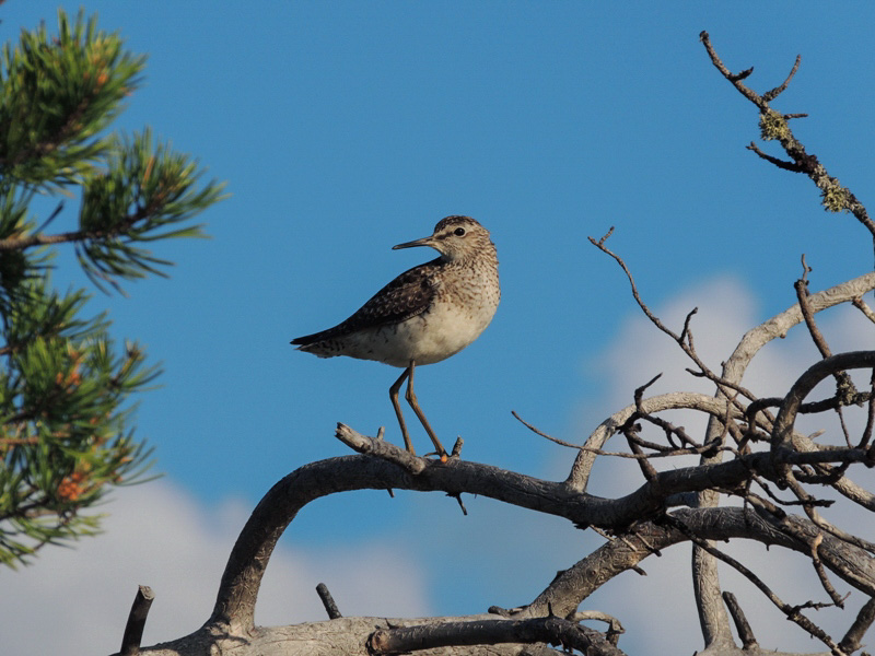 Птицы хмао югры фото Wood Sandpiper (Tringa glareola). Birds of Siberia.