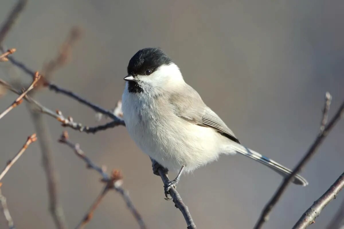 Птицы хмао югры фото названия Marsh Tit (Parus palustris). Birds of Siberia.