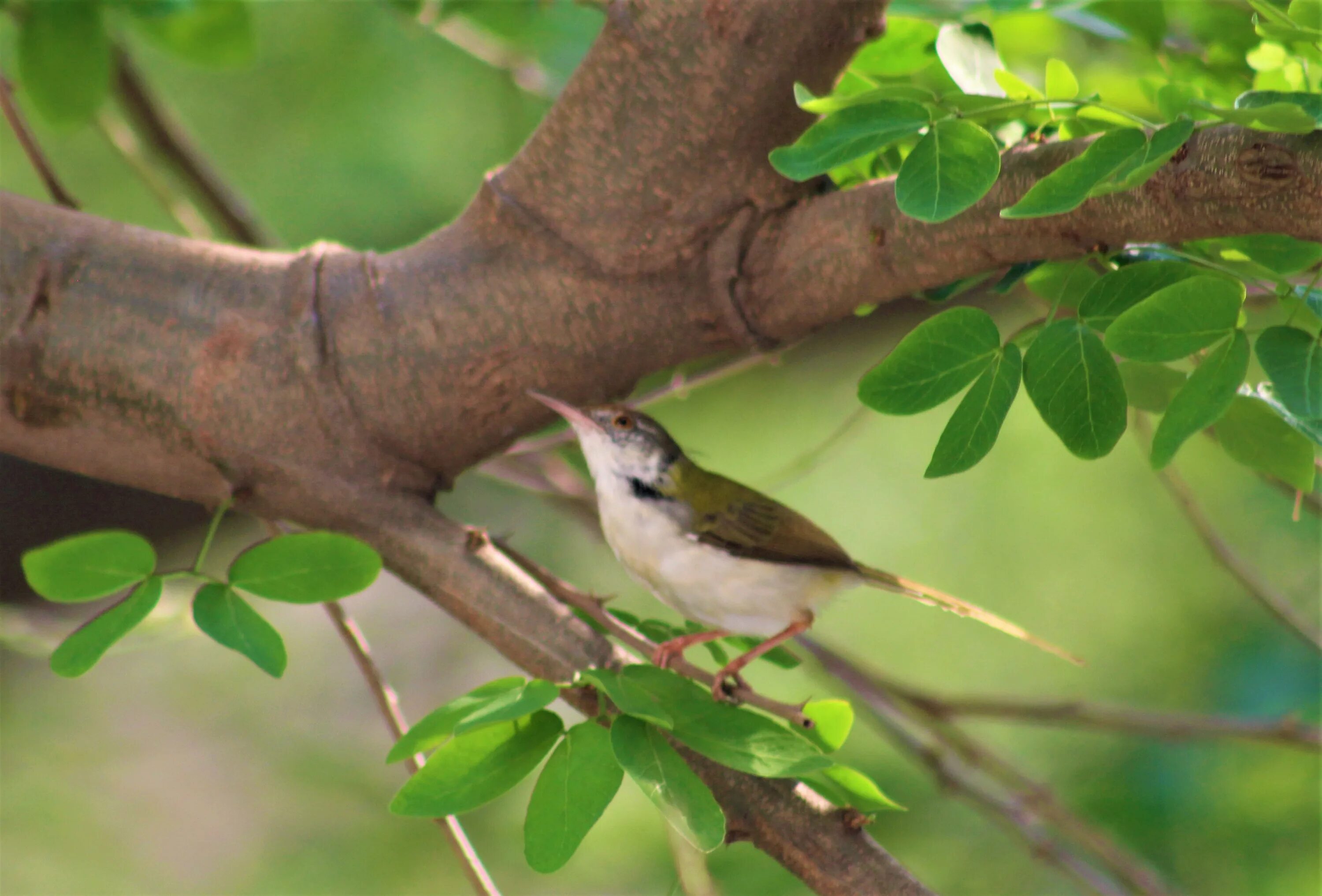 Птицы индии фото File:Common Tailorbird India Pune in a cheesebillai tree.jpg - Wikipedia