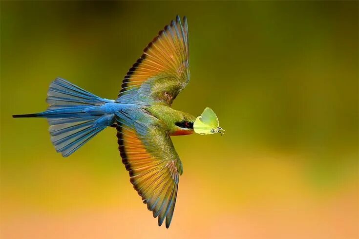 Птицы индии фото The Stunning Winning Photos From The Bird Photographer Of The Year 2018 Bird pho