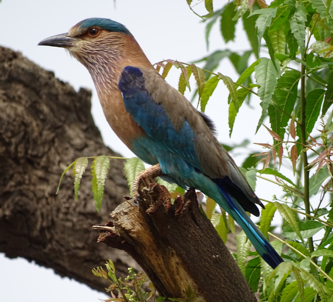 Птицы индии фото Pin by Mind's Mirror . on NEELKANTHA BIRD India tour, Indian roller, Birds