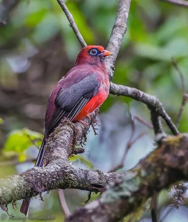 Птицы индии фото Ward's Trogon (Harpactes wardi) by Jainy Kuriakose Colorful birds, Beautiful bir