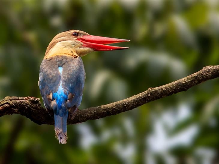 Птицы индии фото hermosos pájaros de colores Colorful birds, Kingfisher bird, Kingfisher