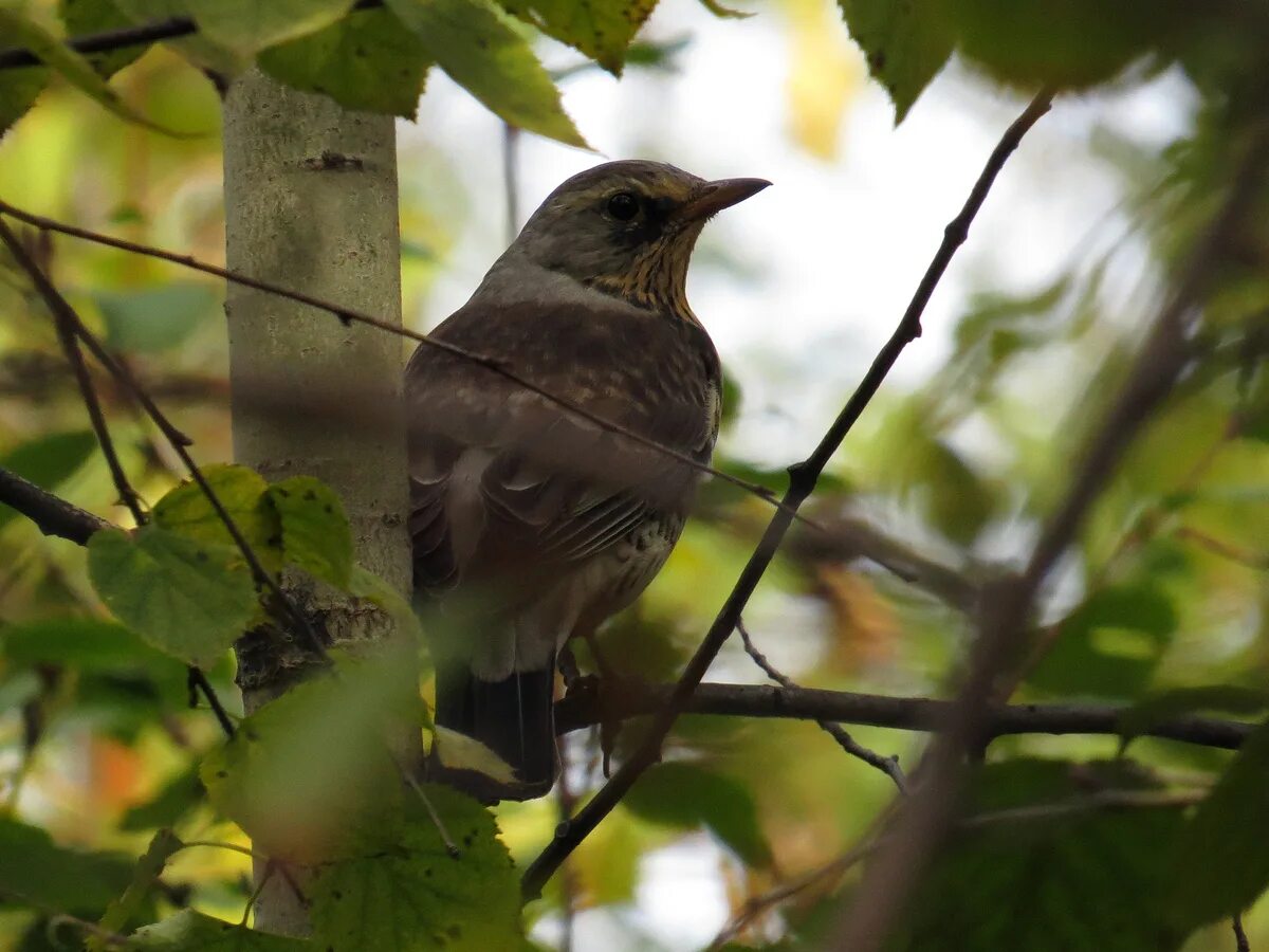 Птицы иркутска фото Рябинник (Turdus pilaris). Птицы Сибири.