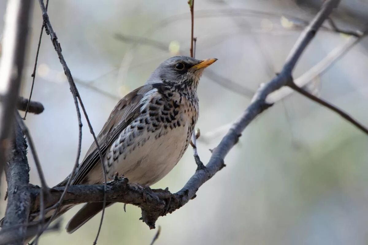 Птицы иркутска фото Рябинник (Turdus pilaris). Птицы Сибири.