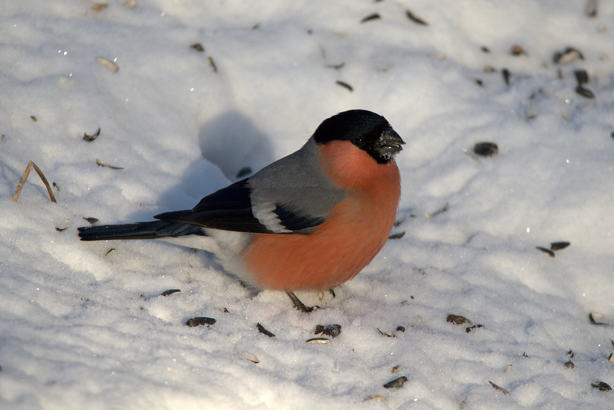 Птицы иркутска фото Northern Bullfinch (Pyrrhula pyrrhula). Birds of Siberia.