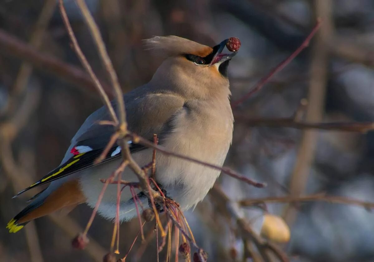 Птицы иркутска фото Bohemian Waxwing (Bombycilla garrulus). Birds of Siberia.