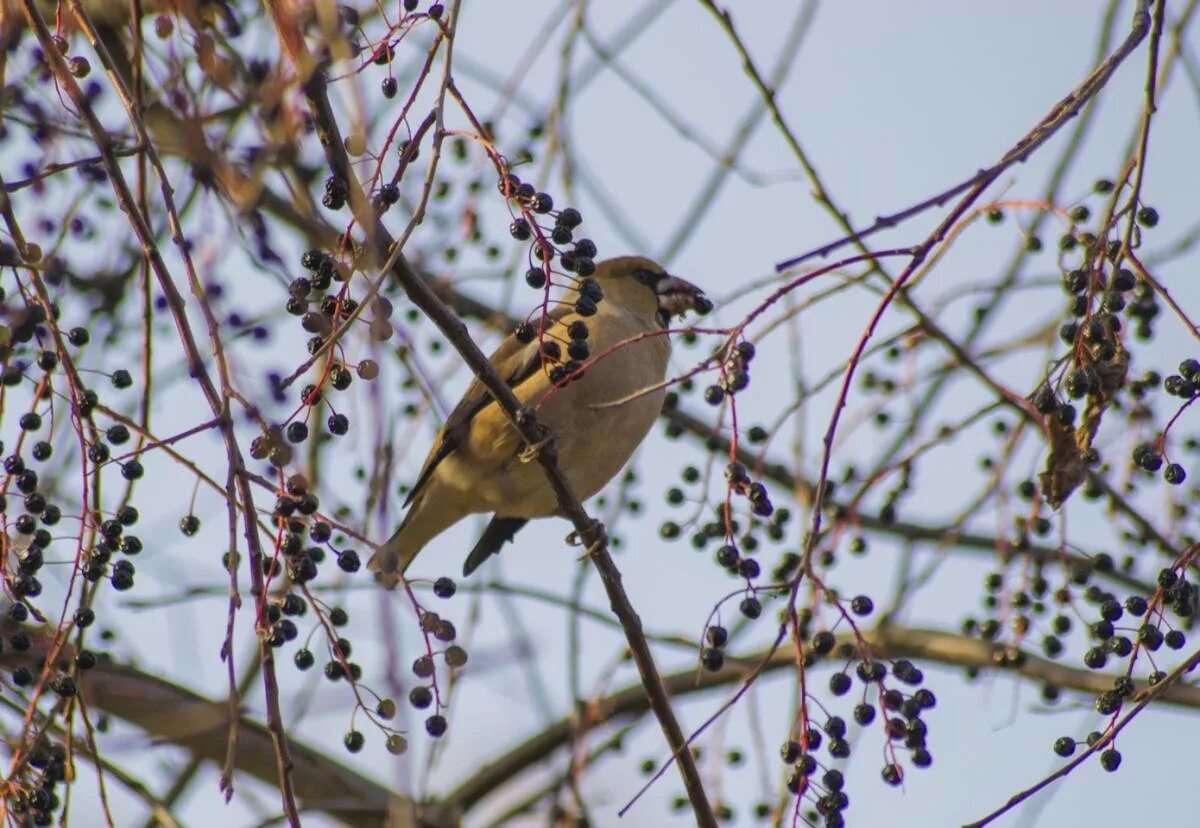 Птицы иркутска фото Hawfinch (Coccothraustes coccothraustes). Birds of Siberia.