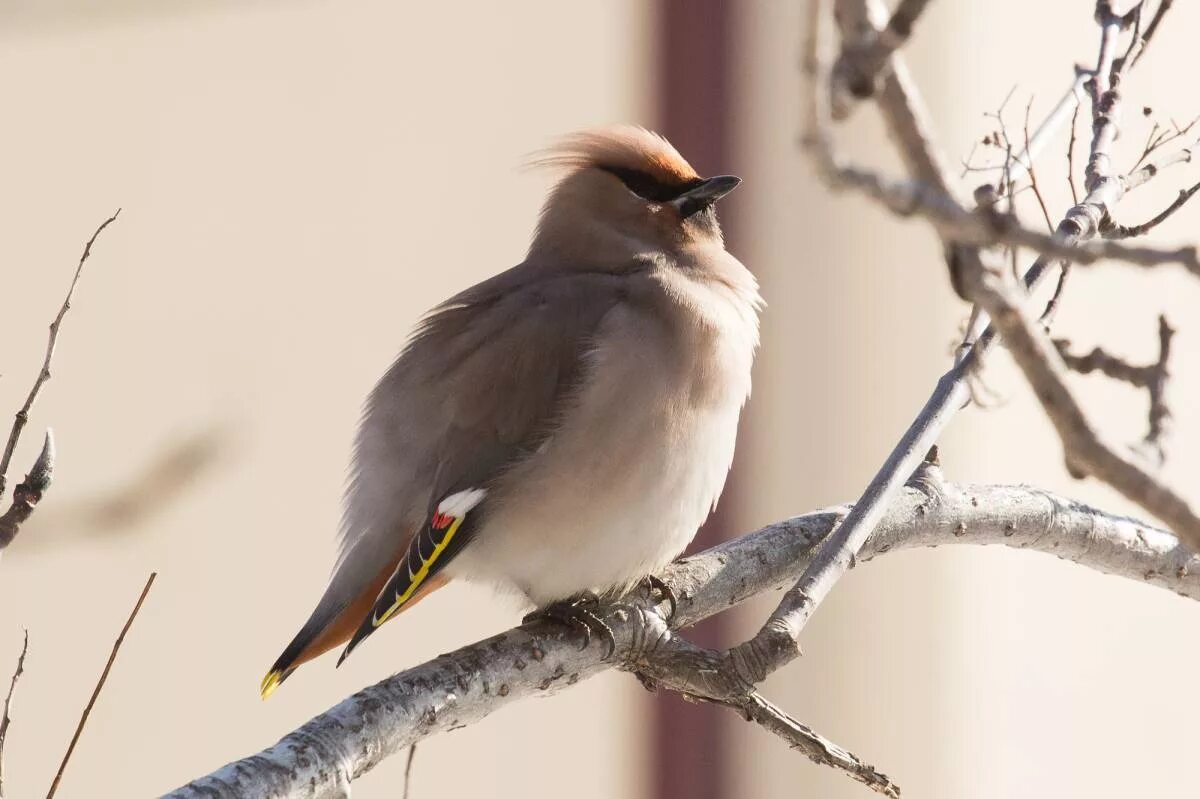 Птицы иркутска фото Bohemian Waxwing (Bombycilla garrulus). Birds of Siberia.