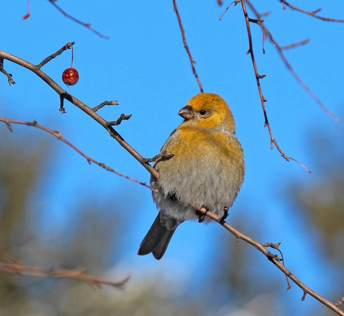 Птицы иркутска фото Pine Grosbeak (Pinicola enucleator). Birds of Siberia.