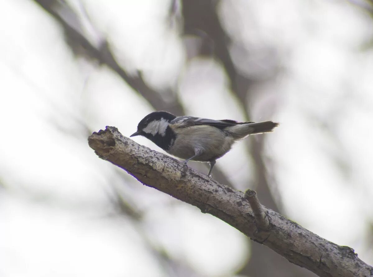 Птицы иркутска фото Coal Tit (Parus ater). Birds of Siberia.