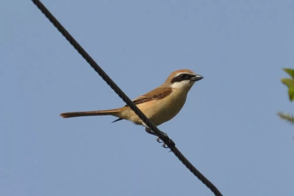 Птицы иркутска фото Brown Shrike (Lanius cristatus). Birds of Siberia.