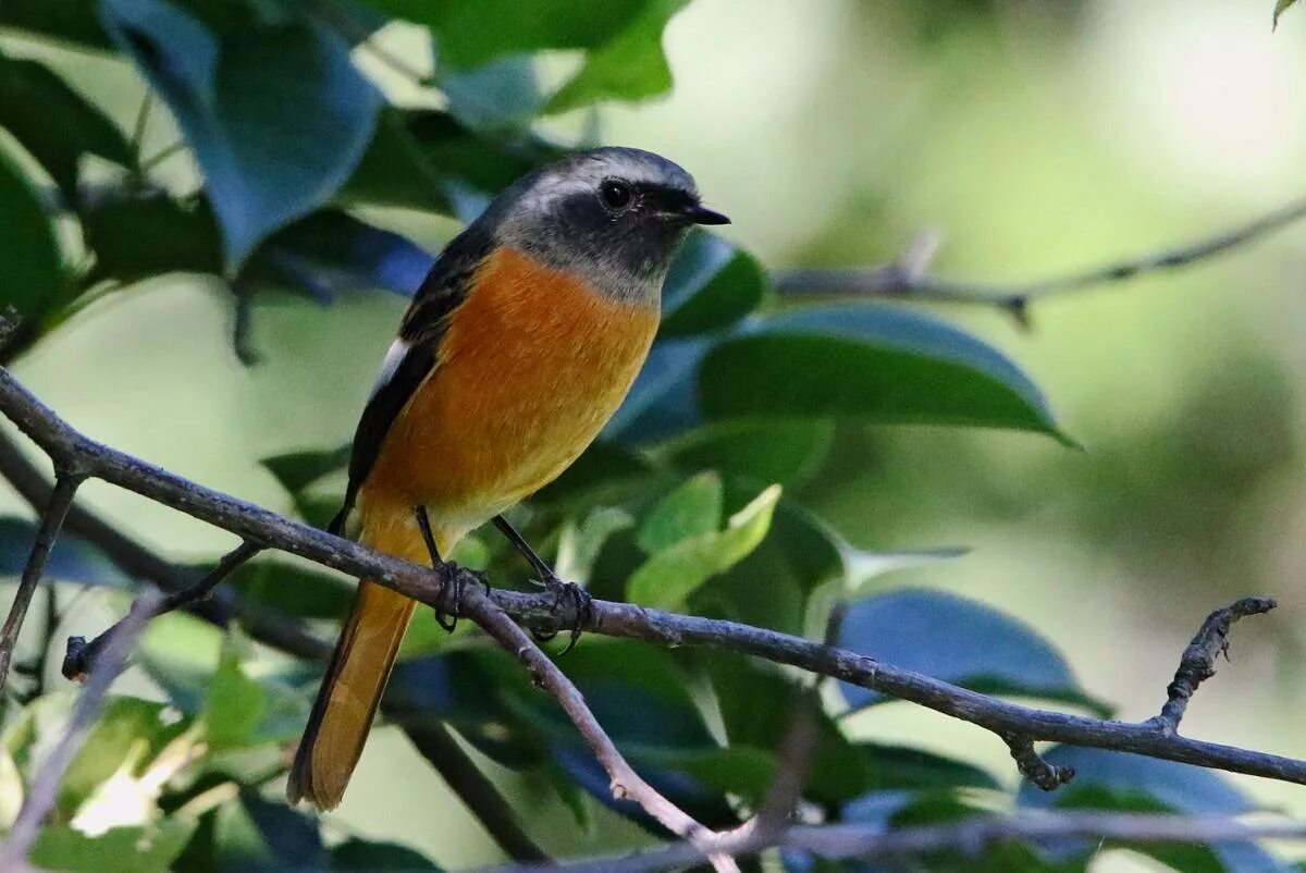 Птицы иркутска названия и фото Daurian Redstart (Phoenicurus auroreus). Birds of Siberia.