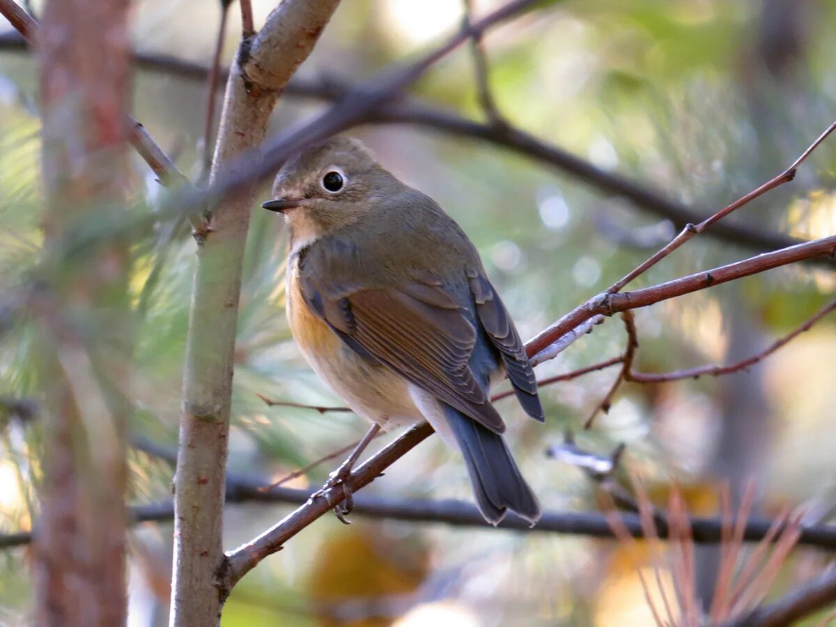 Птицы иркутска названия и фото Red-flanked Bluetail (Tarsiger cyanurus). Birds of Siberia.