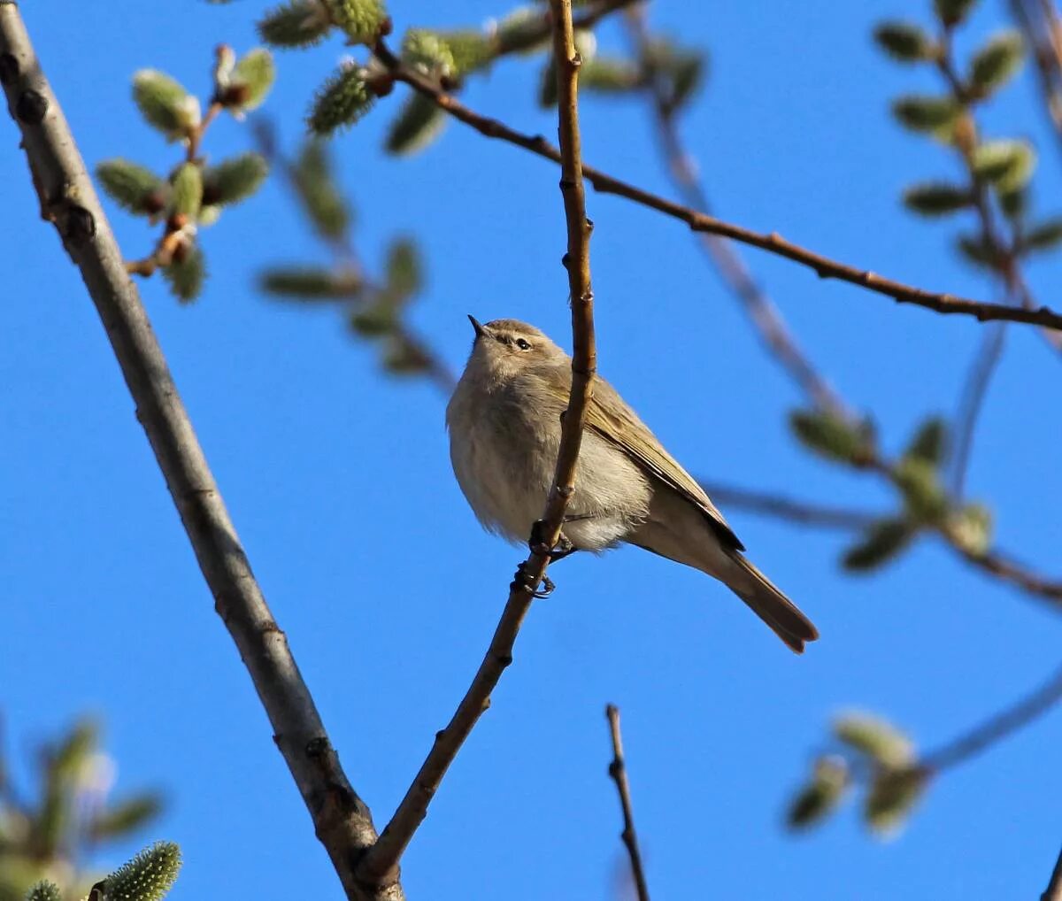 Птицы иркутска названия и фото Пеночка-теньковка (Phylloscopus collybita). Птицы Сибири.