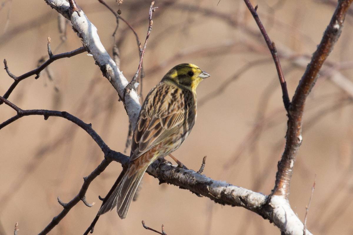 Птицы иркутска названия и фото Yellowhammer (Emberiza citrinella). Birds of Siberia.