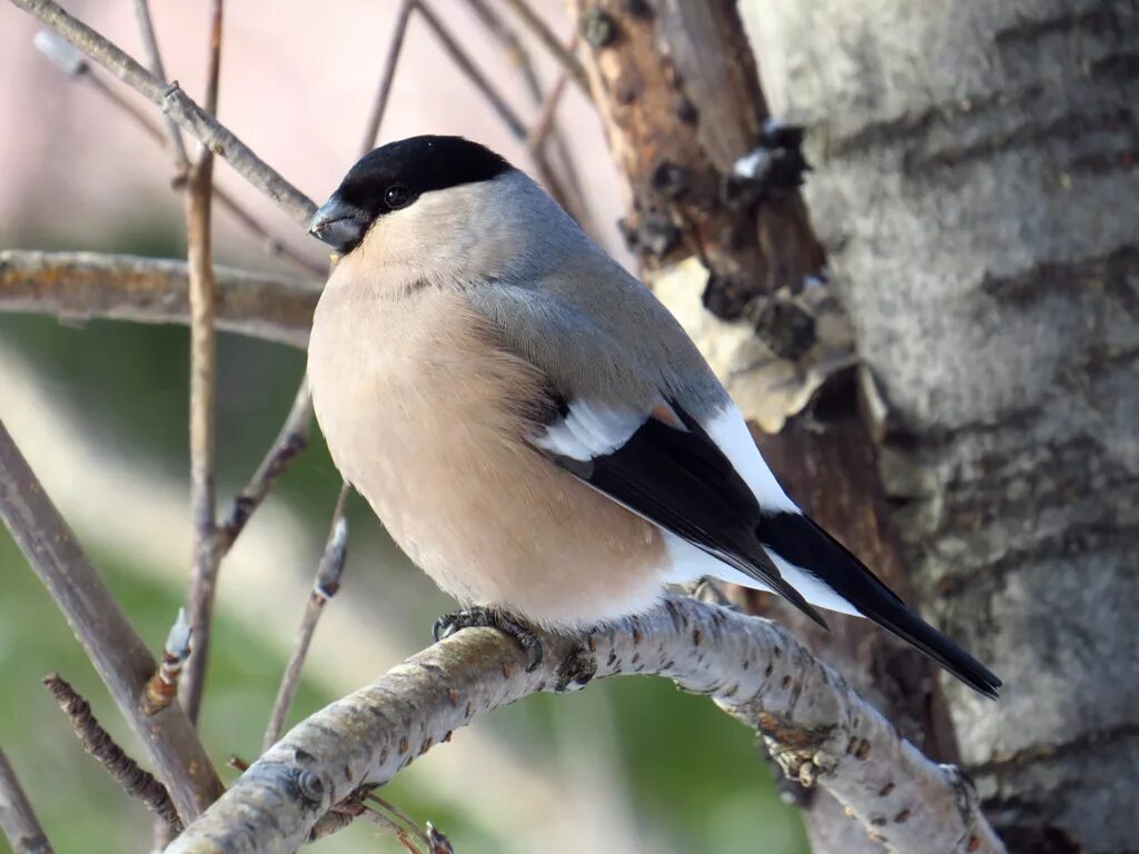 Птицы иркутска названия и фото Northern Bullfinch (Pyrrhula pyrrhula). Birds of Siberia.