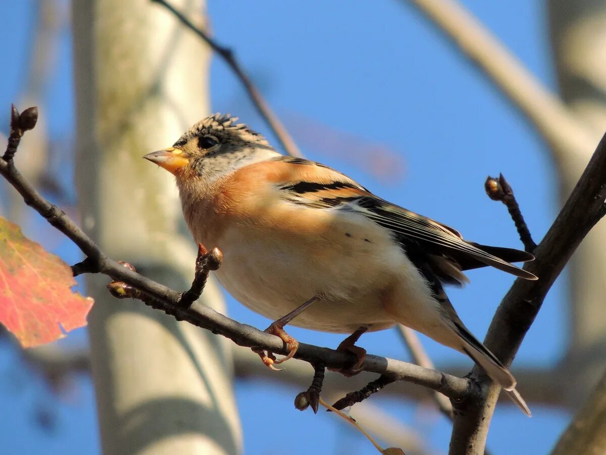 Птицы иркутска названия и фото Brambling (Fringilla montifringilla). Birds of Siberia.